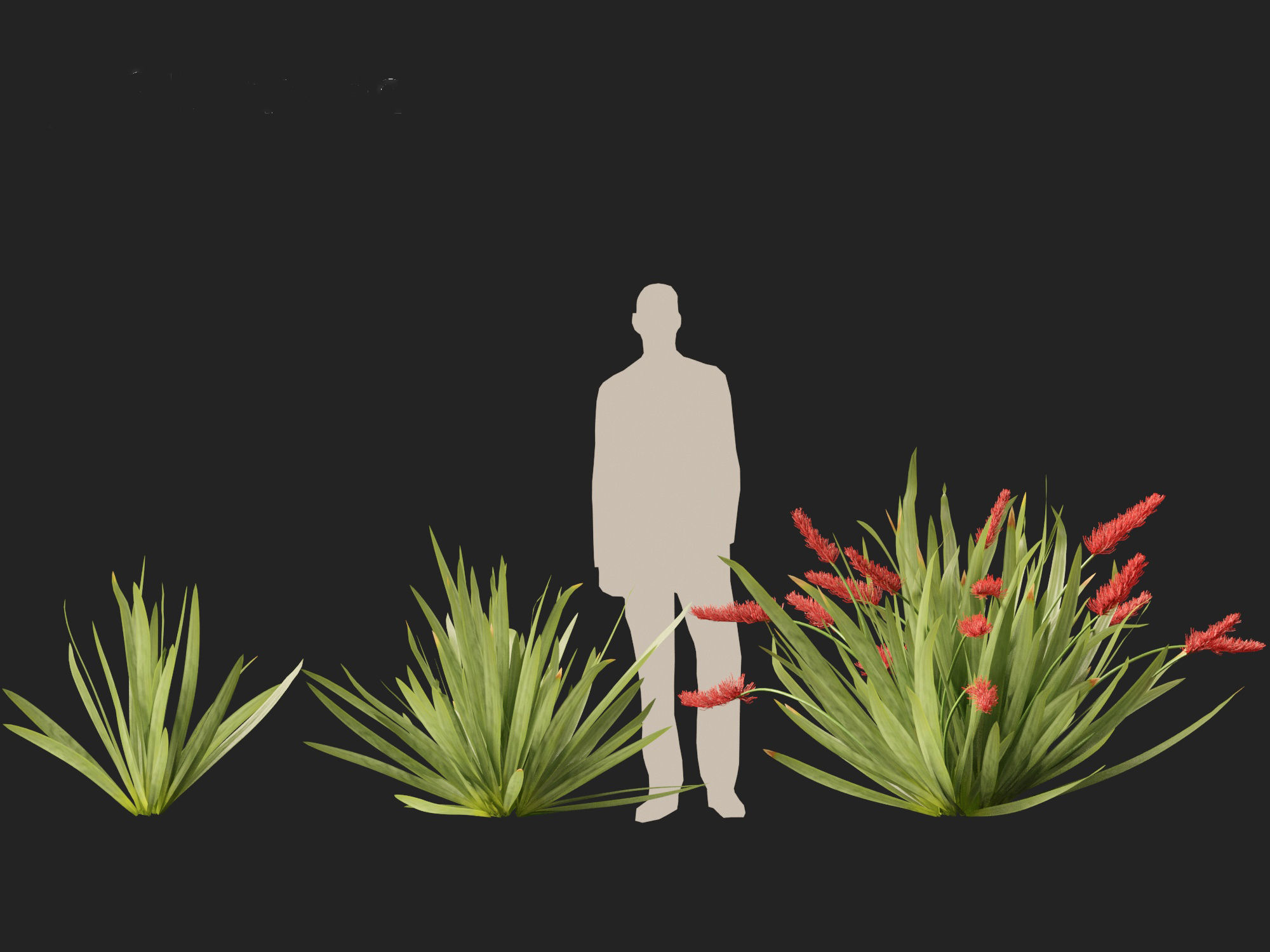 HighPoly LowPoly - Xeronema callistemon - Poor knights lily Low-poly 3D model_5