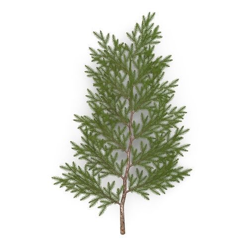 Spruce Branch Big 3D model | CGTrader