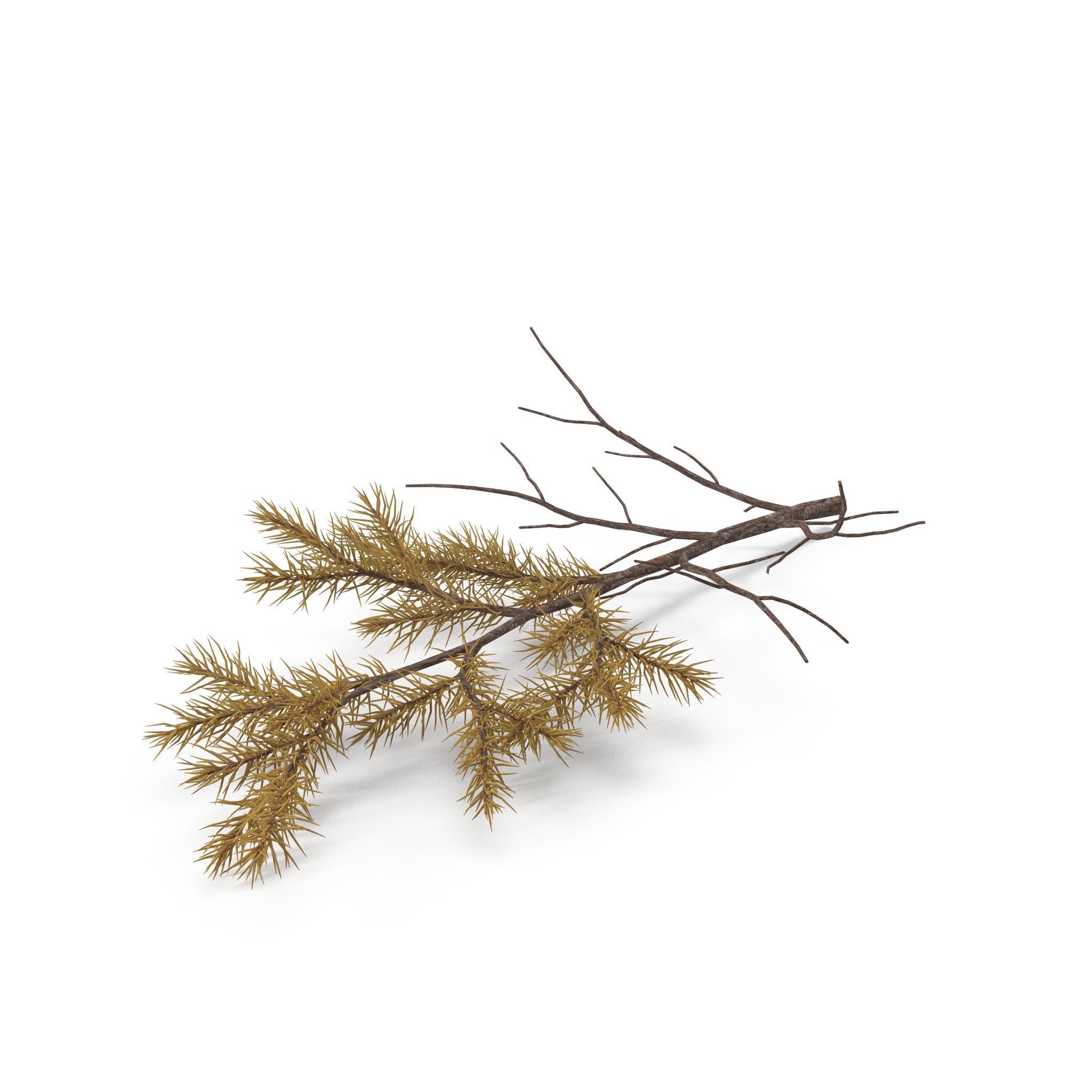 Spruce Branch Dry 3D model | CGTrader