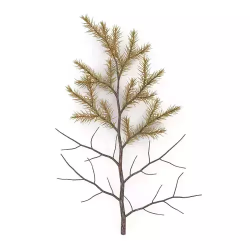 Spruce Branch Dry