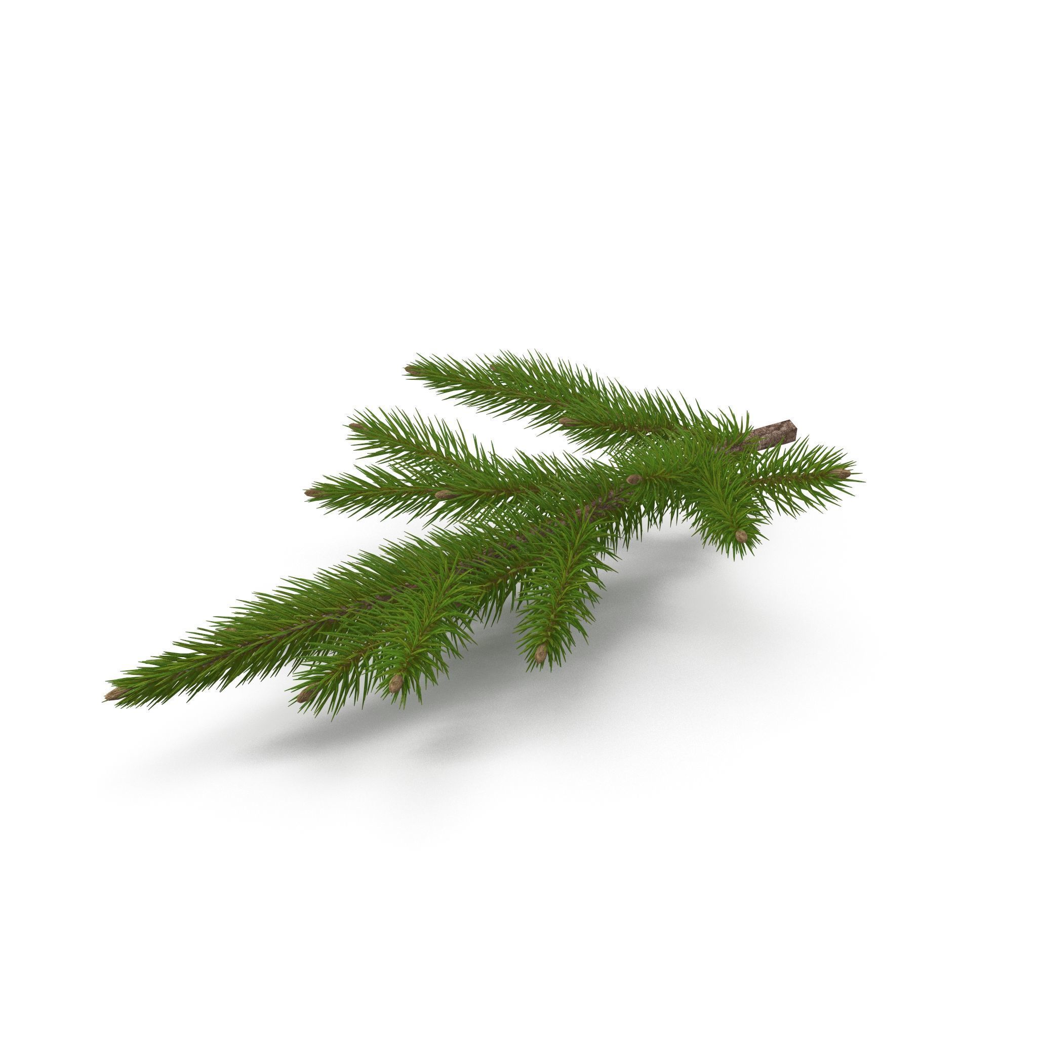 Spruce Branch Mid 3D model_4