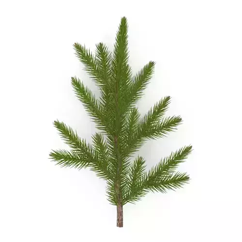 Spruce Branch Mid 3D model