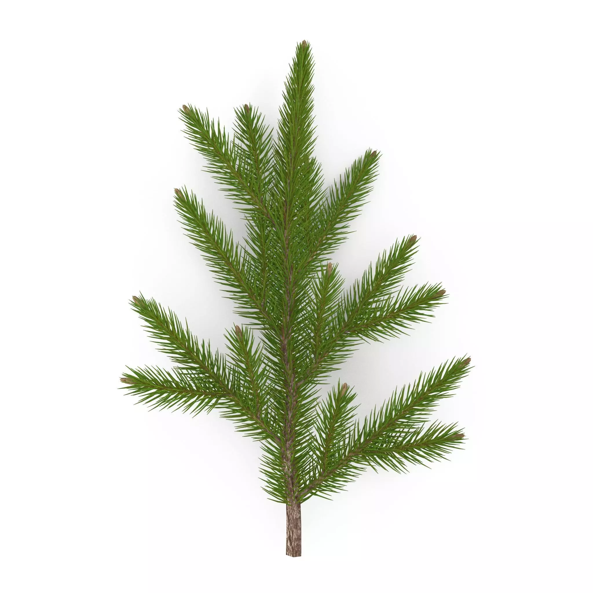 Spruce Branch Mid 3D model_0