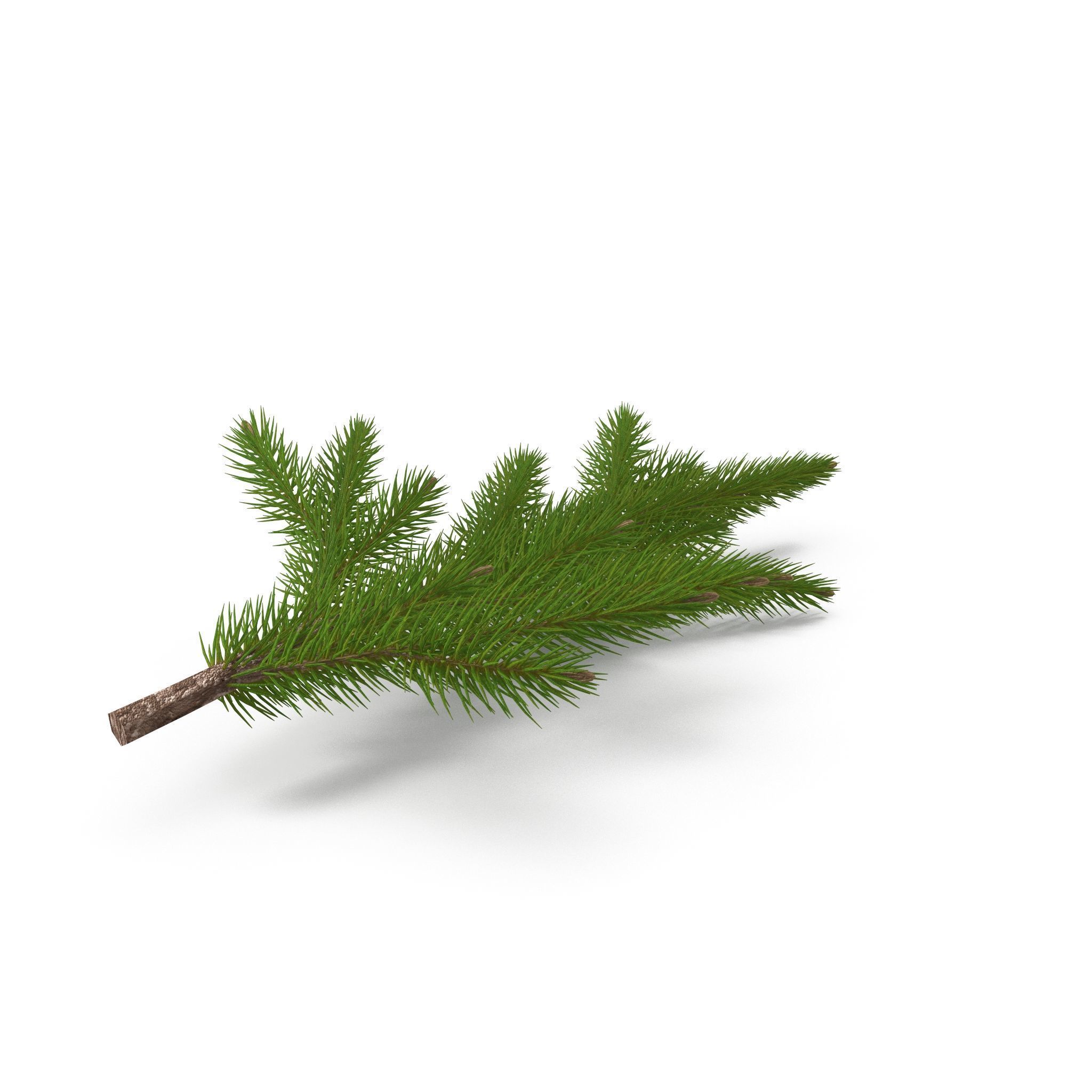 Spruce Branch Mid 3D model_1
