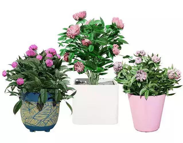 Pink Peony Trio Low-poly 3D model