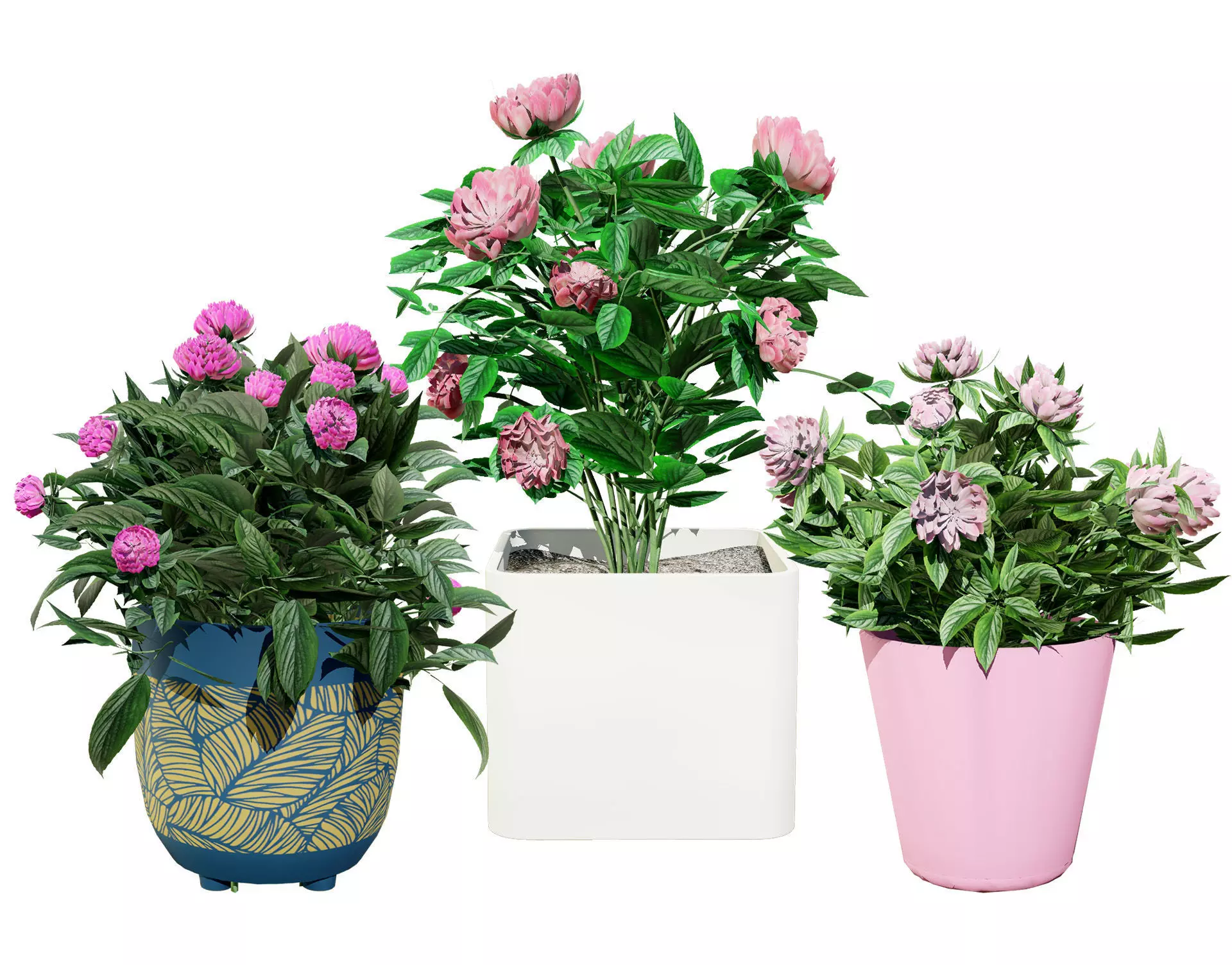 Pink Peony Trio Low-poly 3D model_0