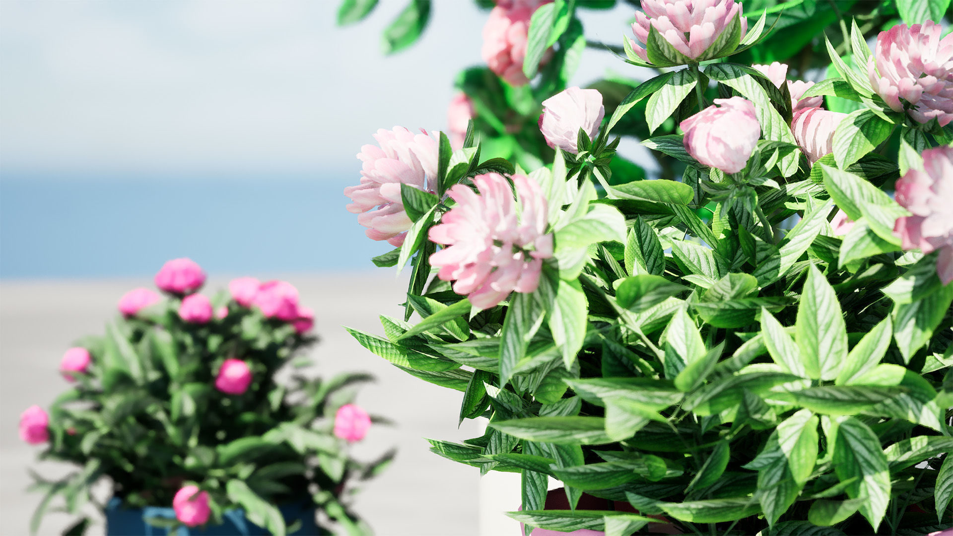 Pink Peony Trio Low-poly 3D model_4