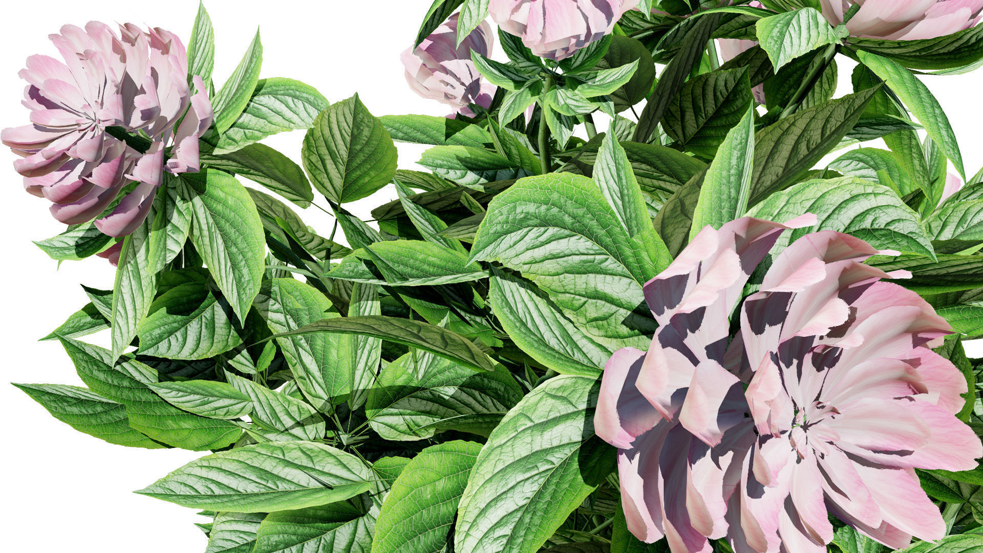 Pink Peony Trio Low-poly 3D model_6