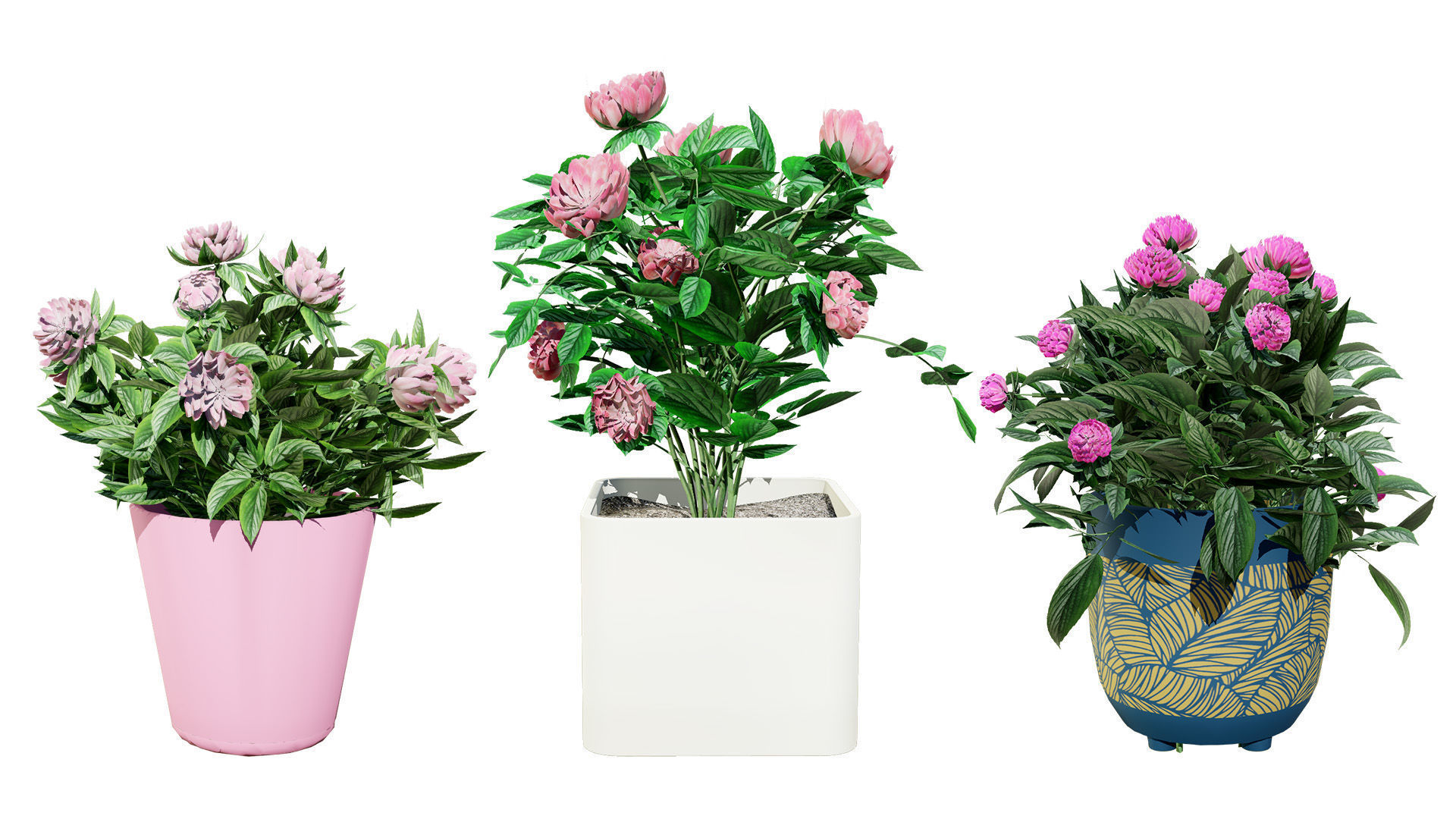 Pink Peony Trio Low-poly 3D model_7