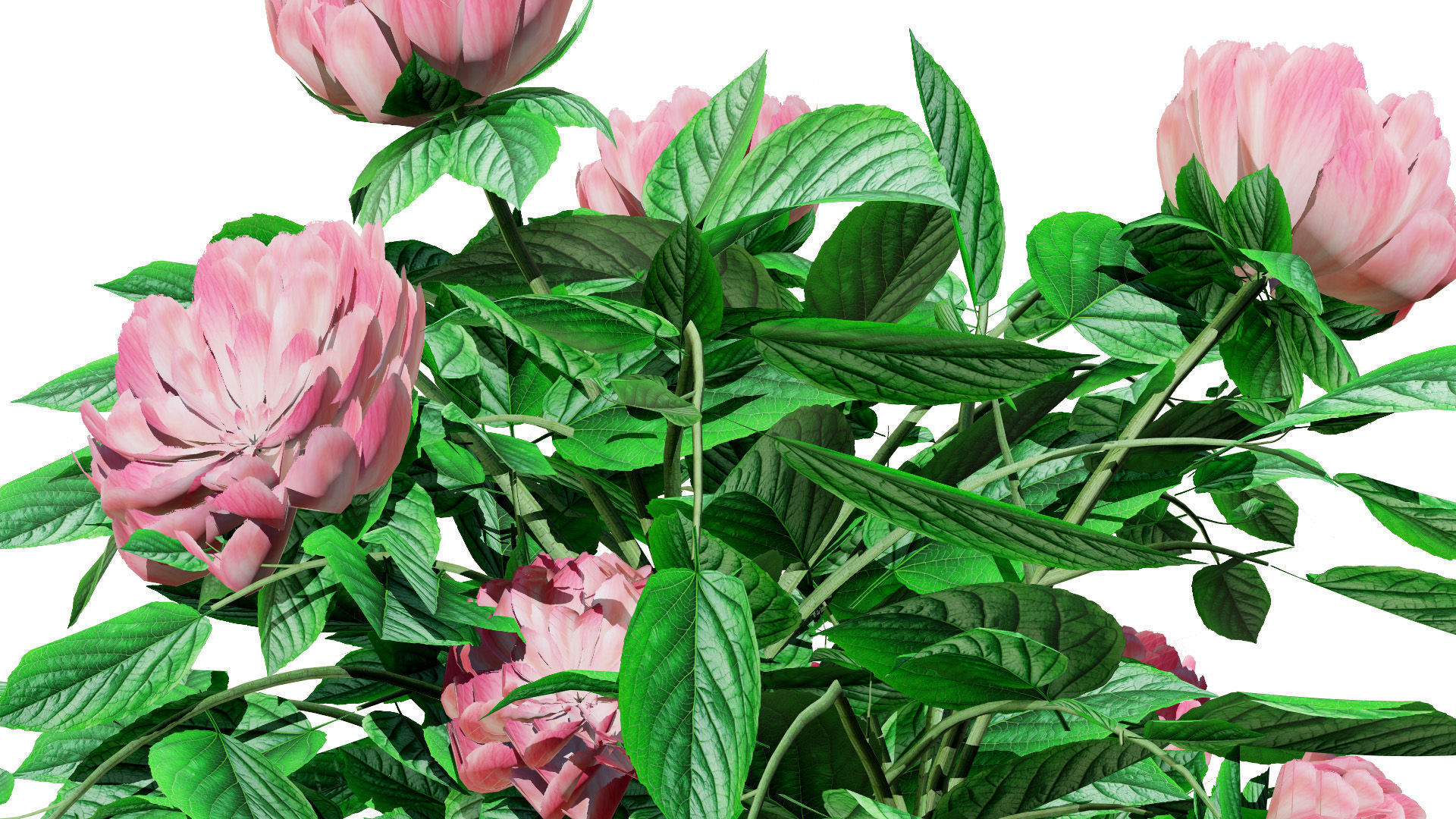 Pink Peony Trio Low-poly 3D model_5