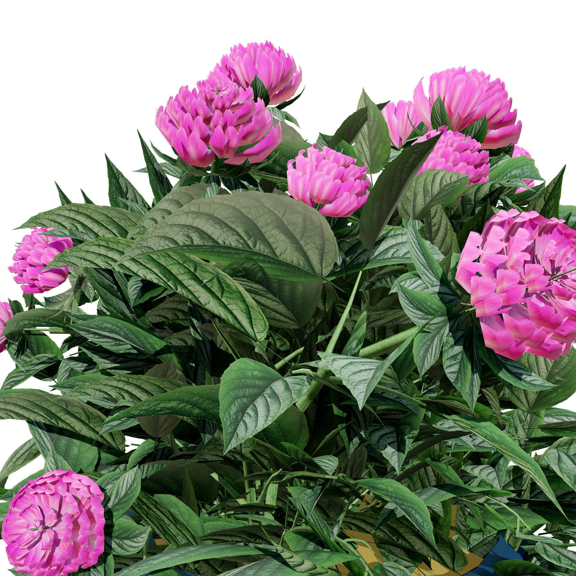 Pink Peony Trio Low-poly 3D model_3