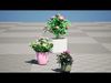 Pink Peony Trio Low-poly 3D model_1