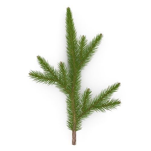 Spruce Branch Small 3D model | CGTrader