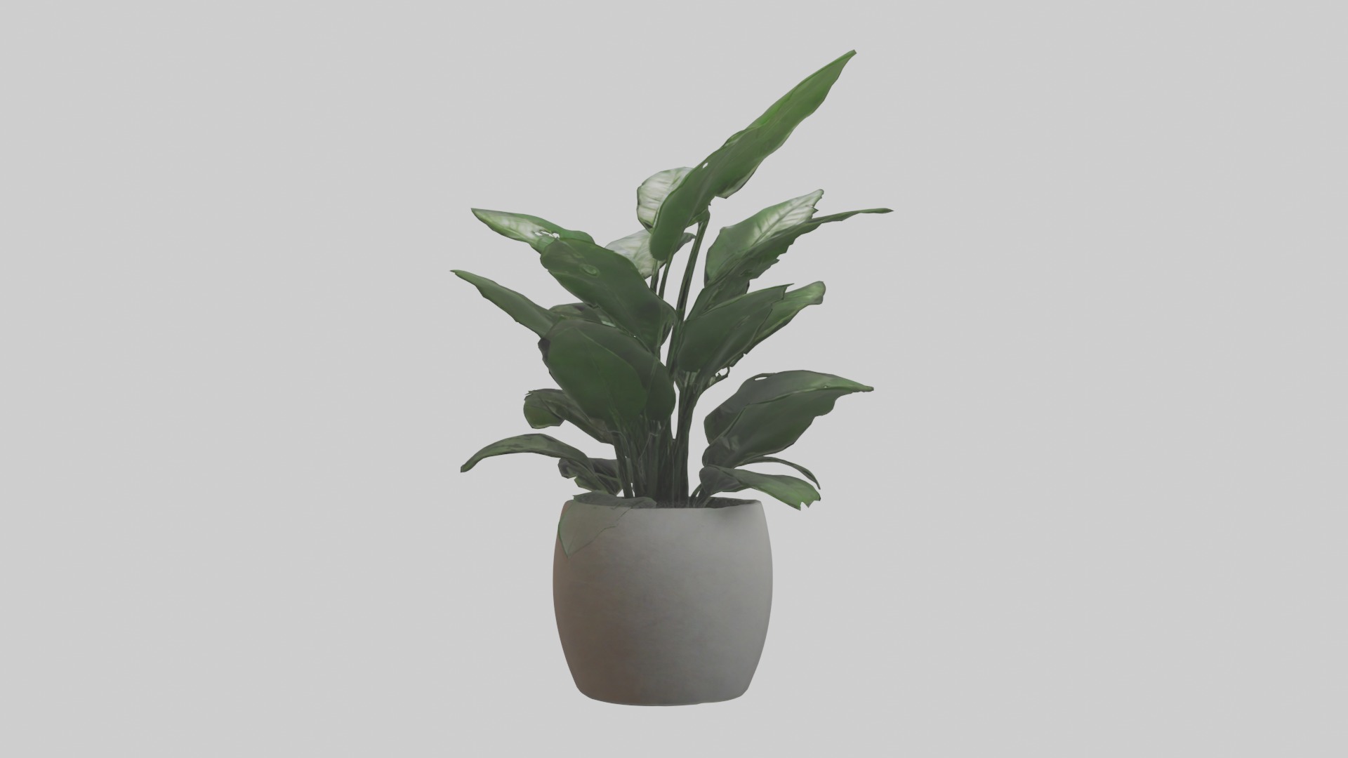 ZZ Plant Model Low-poly 3D model_12