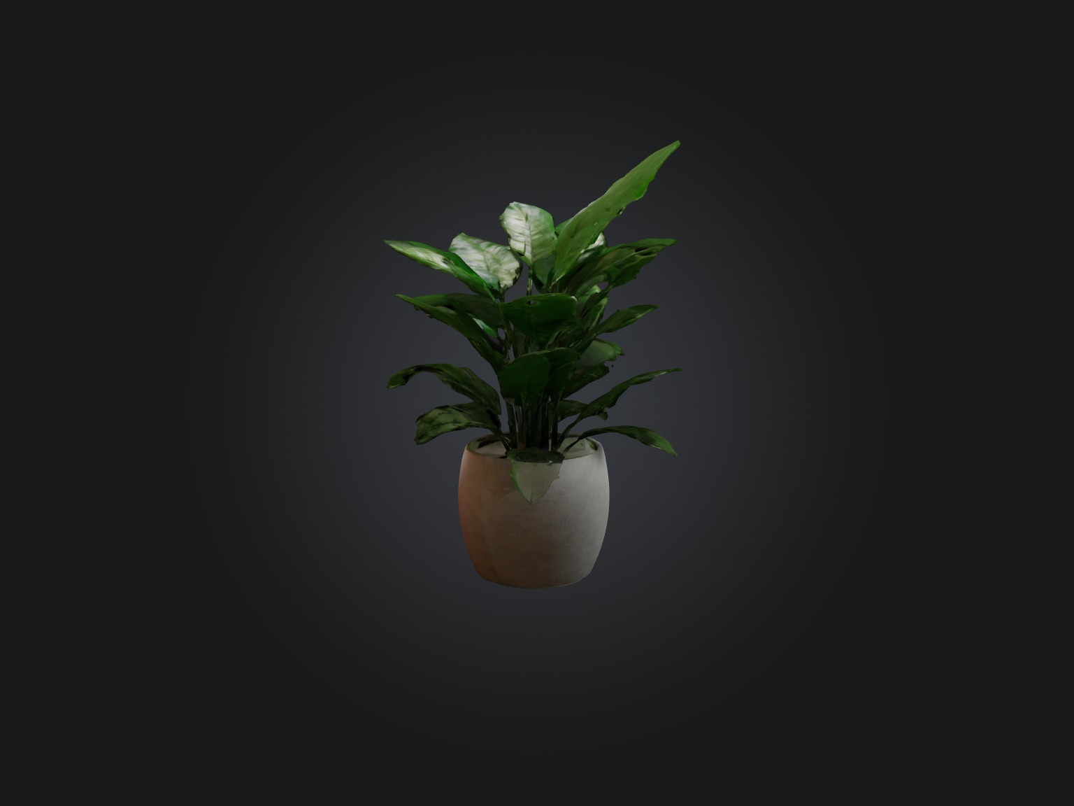 ZZ Plant Model Low-poly 3D model_5