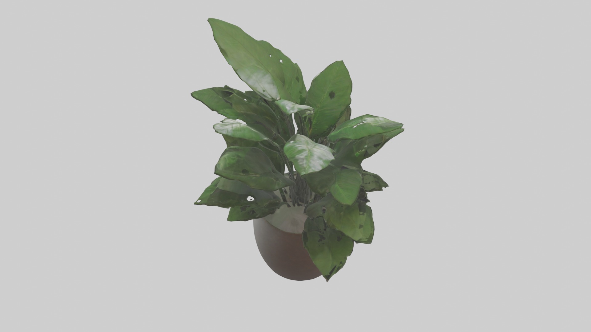 ZZ Plant Model Low-poly 3D model_19