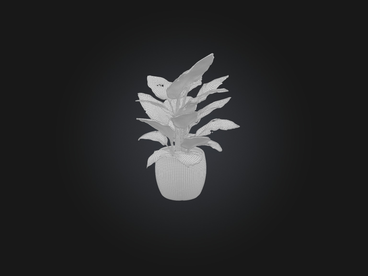 ZZ Plant Model Low-poly 3D model_2