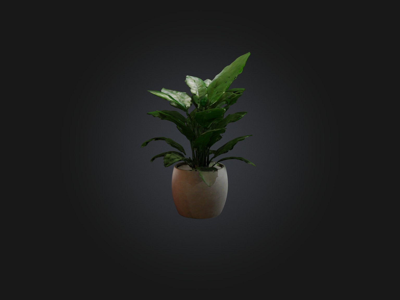 ZZ Plant Model Low-poly 3D model_6