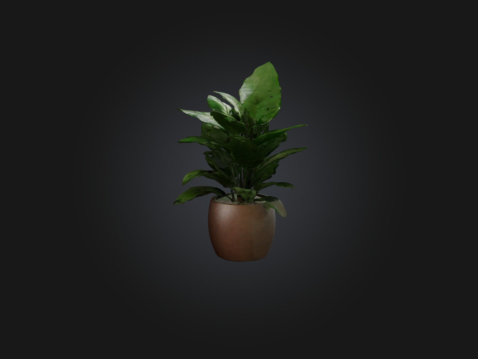 ZZ Plant Model Low-poly 3D model_8