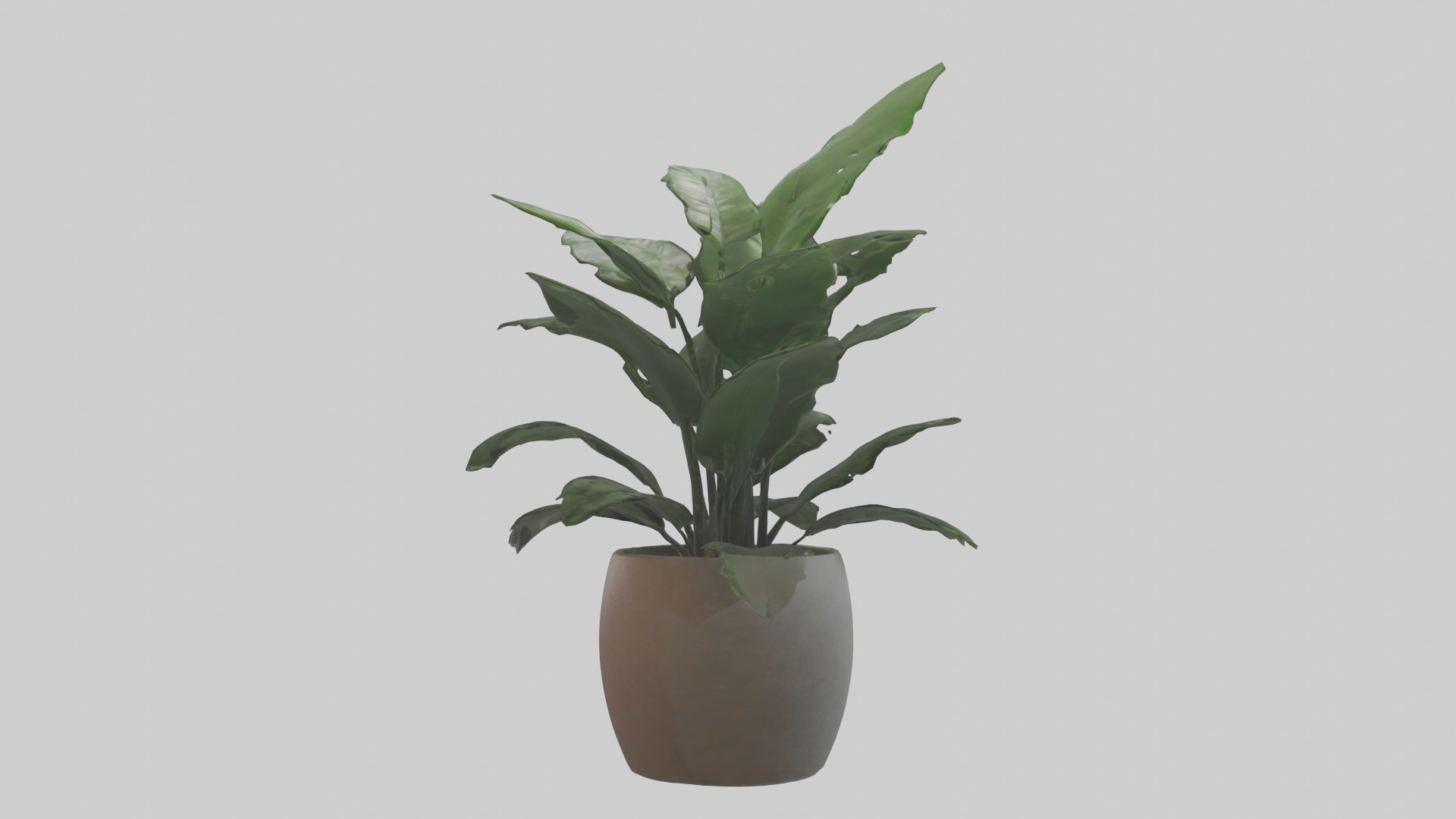 ZZ Plant Model Low-poly 3D model_13
