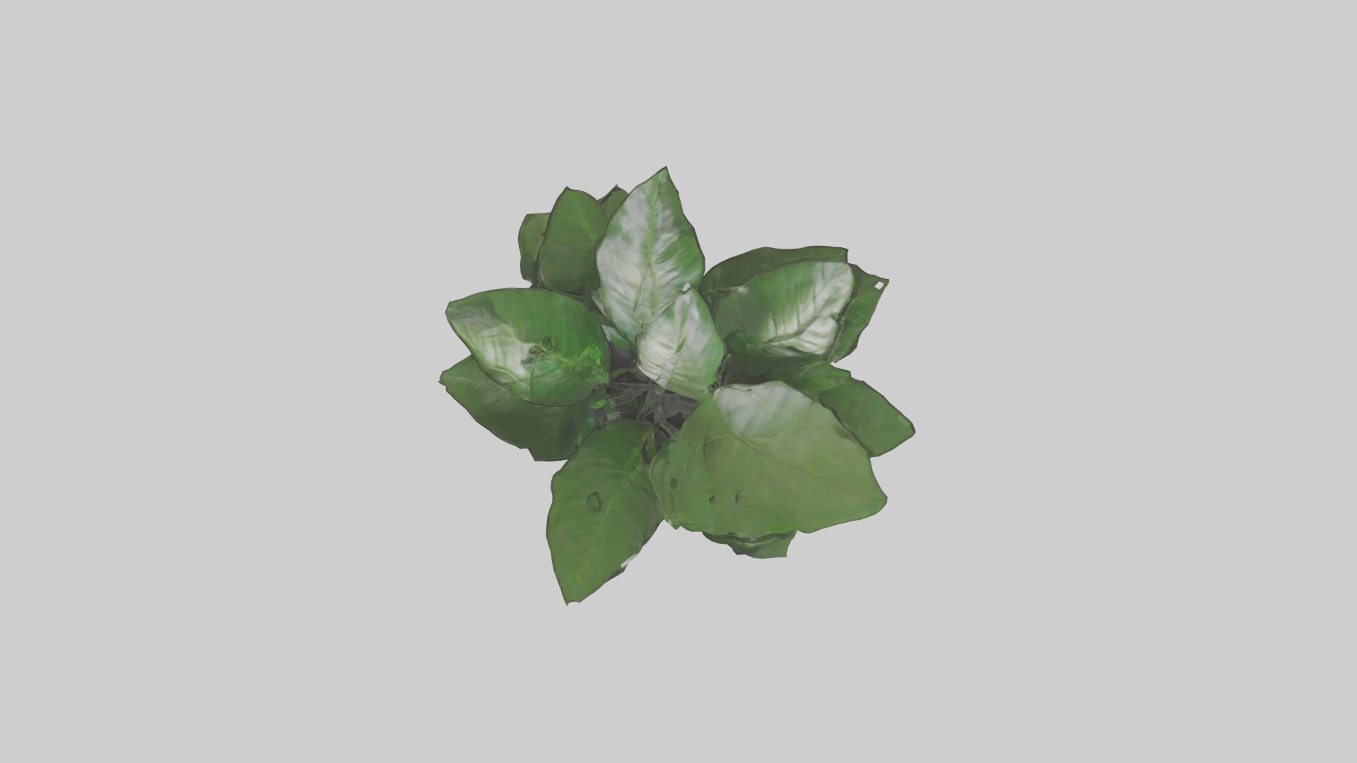 ZZ Plant Model Low-poly 3D model_18