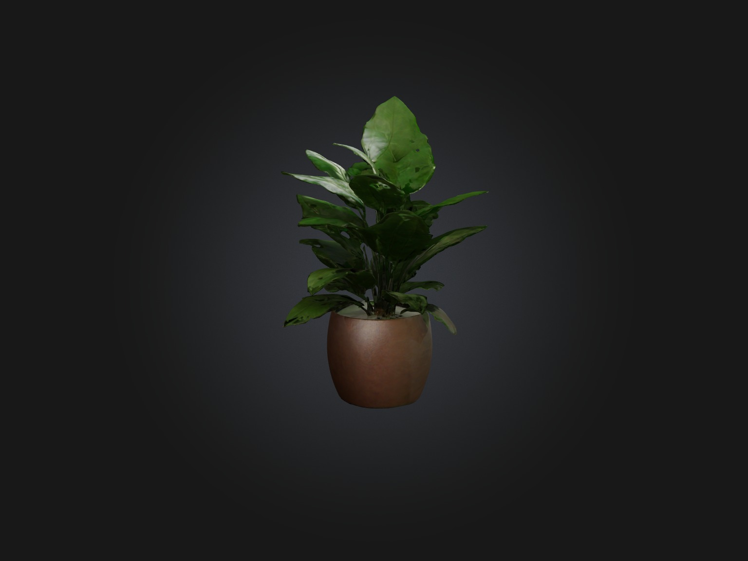 ZZ Plant Model Low-poly 3D model_9