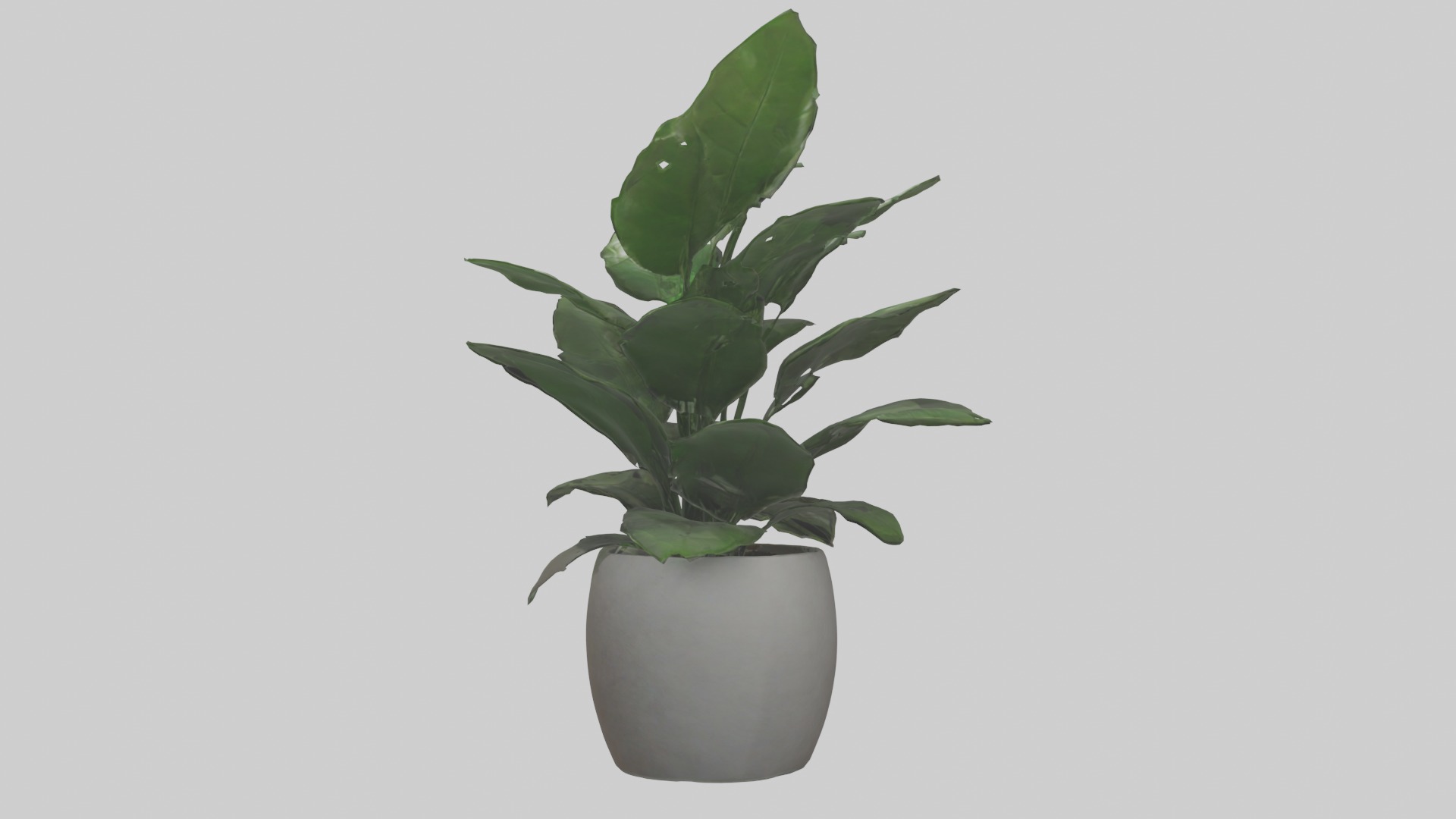 ZZ Plant Model Low-poly 3D model_11