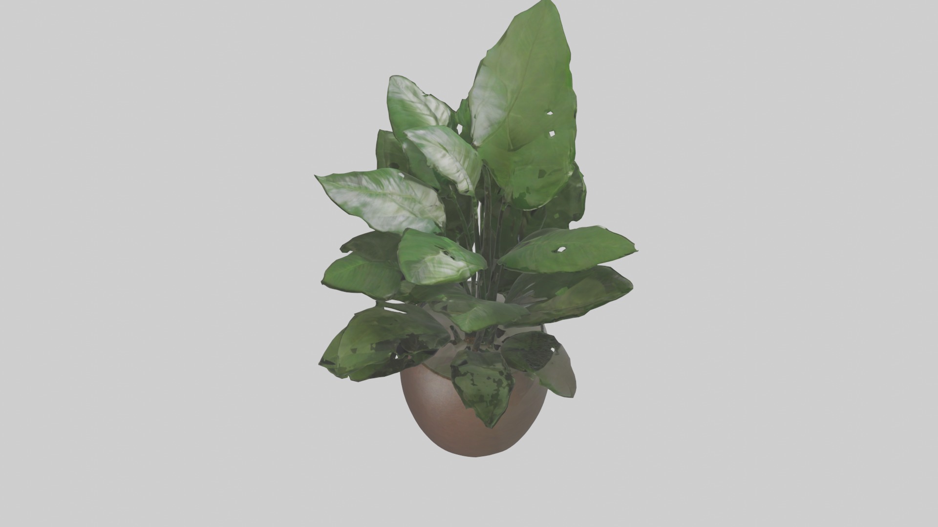 ZZ Plant Model Low-poly 3D model_21