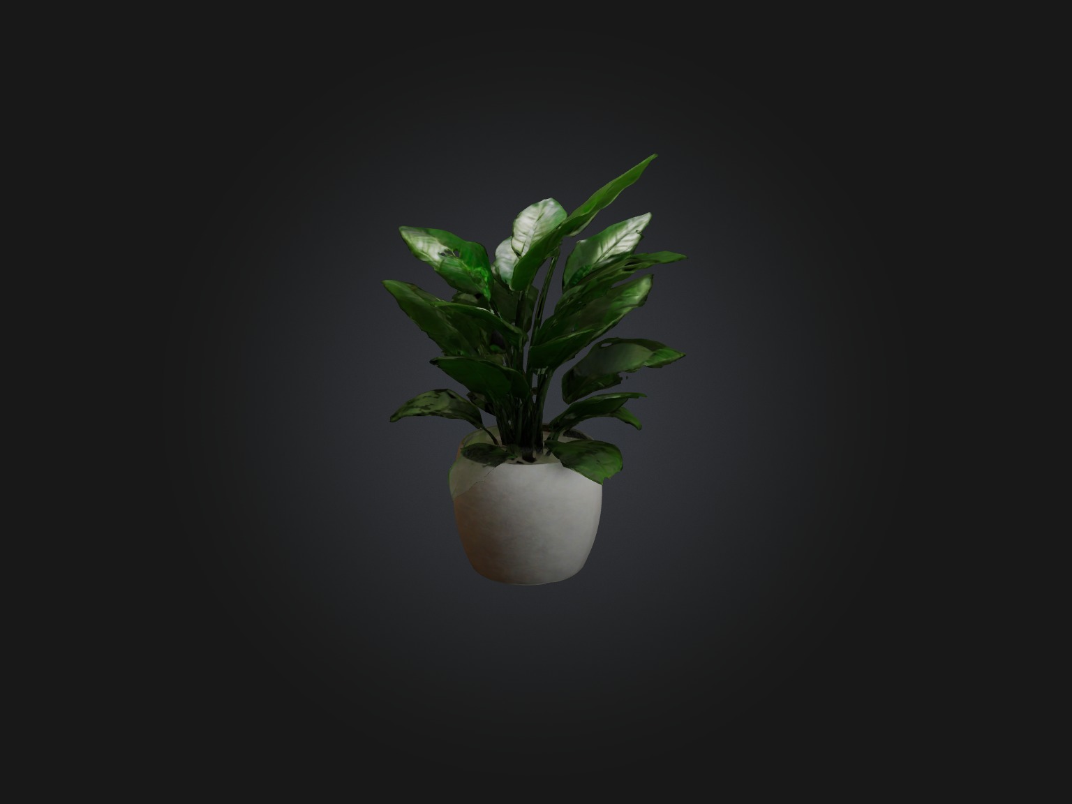 ZZ Plant Model Low-poly 3D model_3