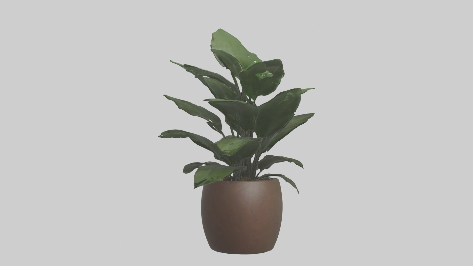ZZ Plant Model Low-poly 3D model_20