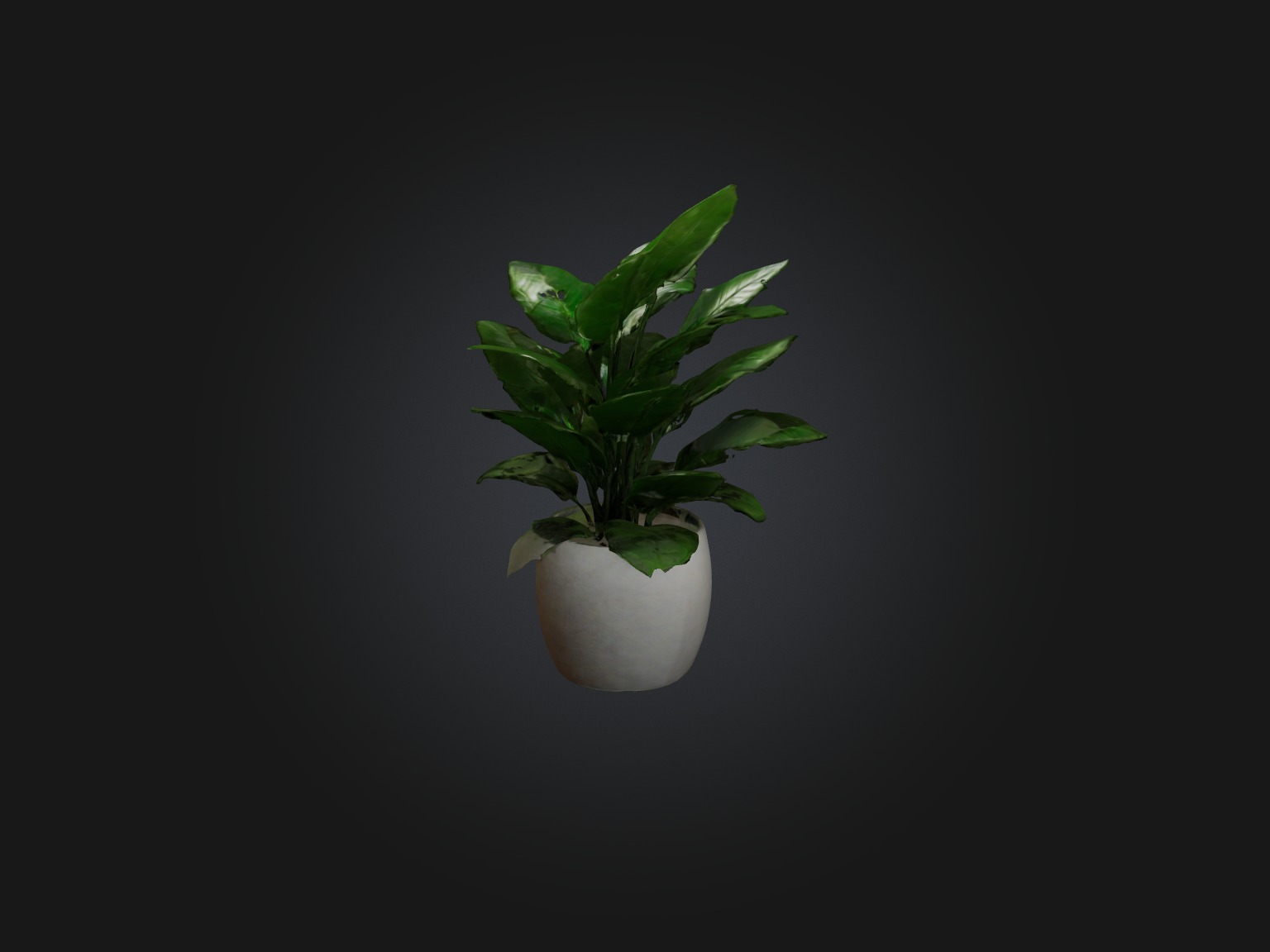 ZZ Plant Model Low-poly 3D model_1