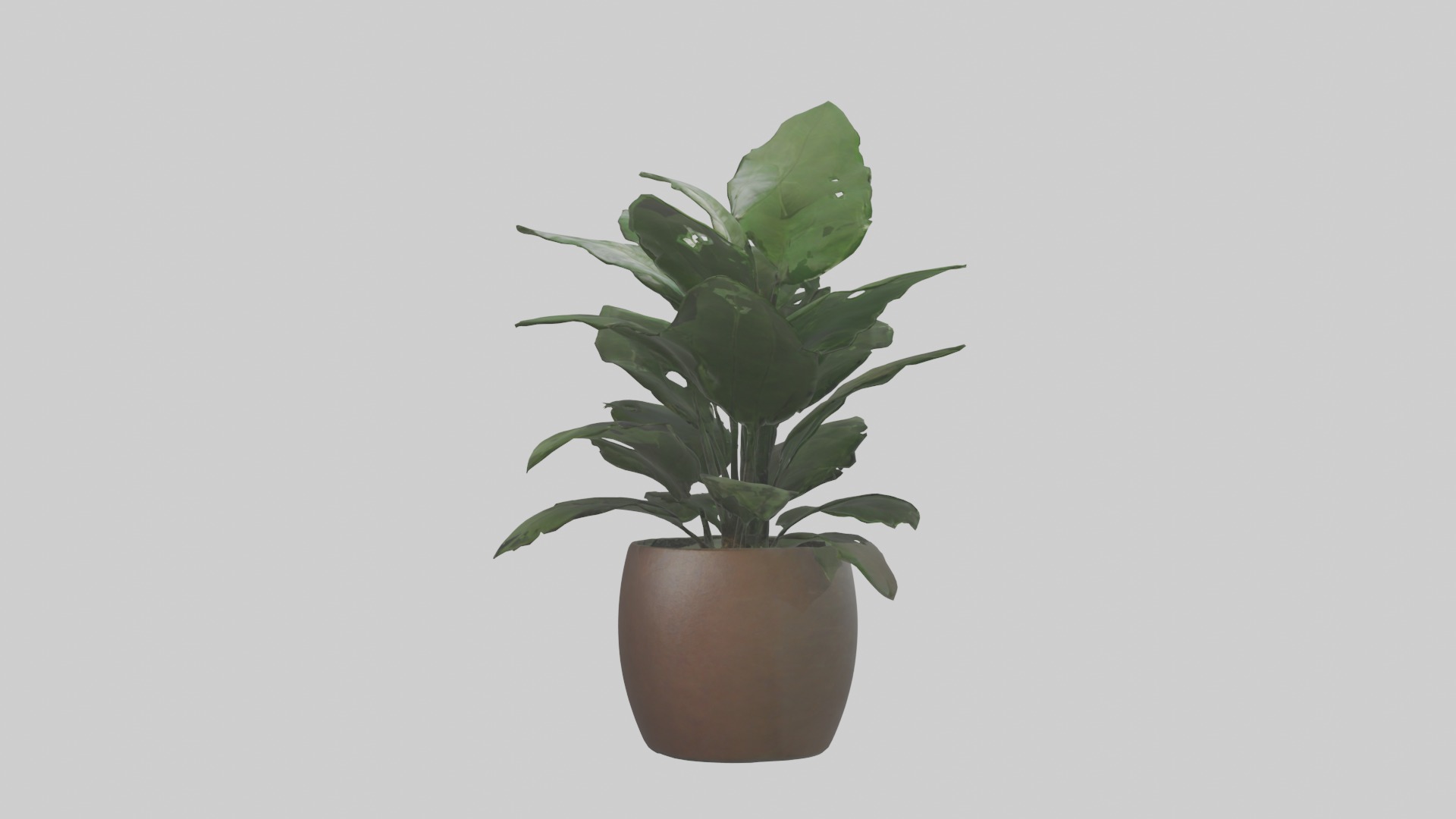 ZZ Plant Model Low-poly 3D model_14