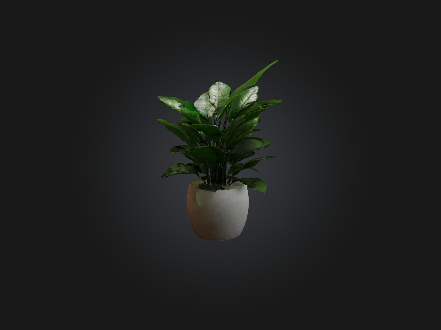 ZZ Plant Model Low-poly 3D model_4
