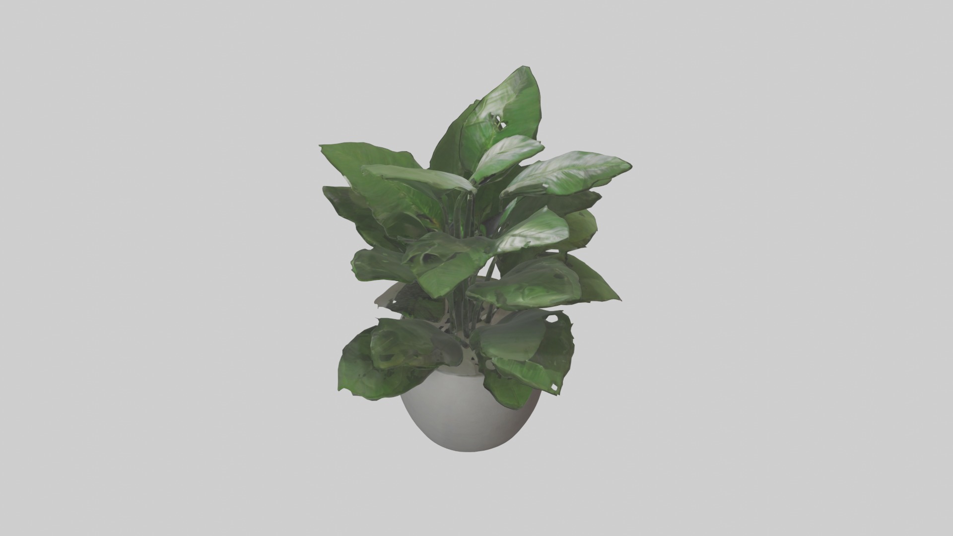 ZZ Plant Model Low-poly 3D model_16