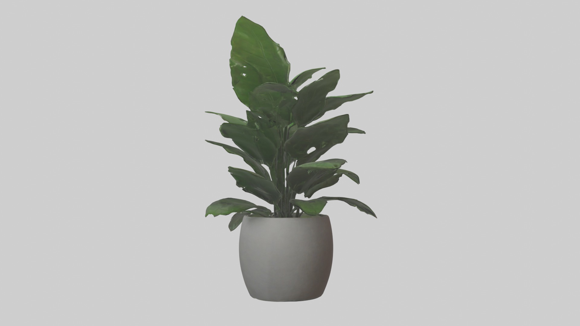 ZZ Plant Model Low-poly 3D model_15