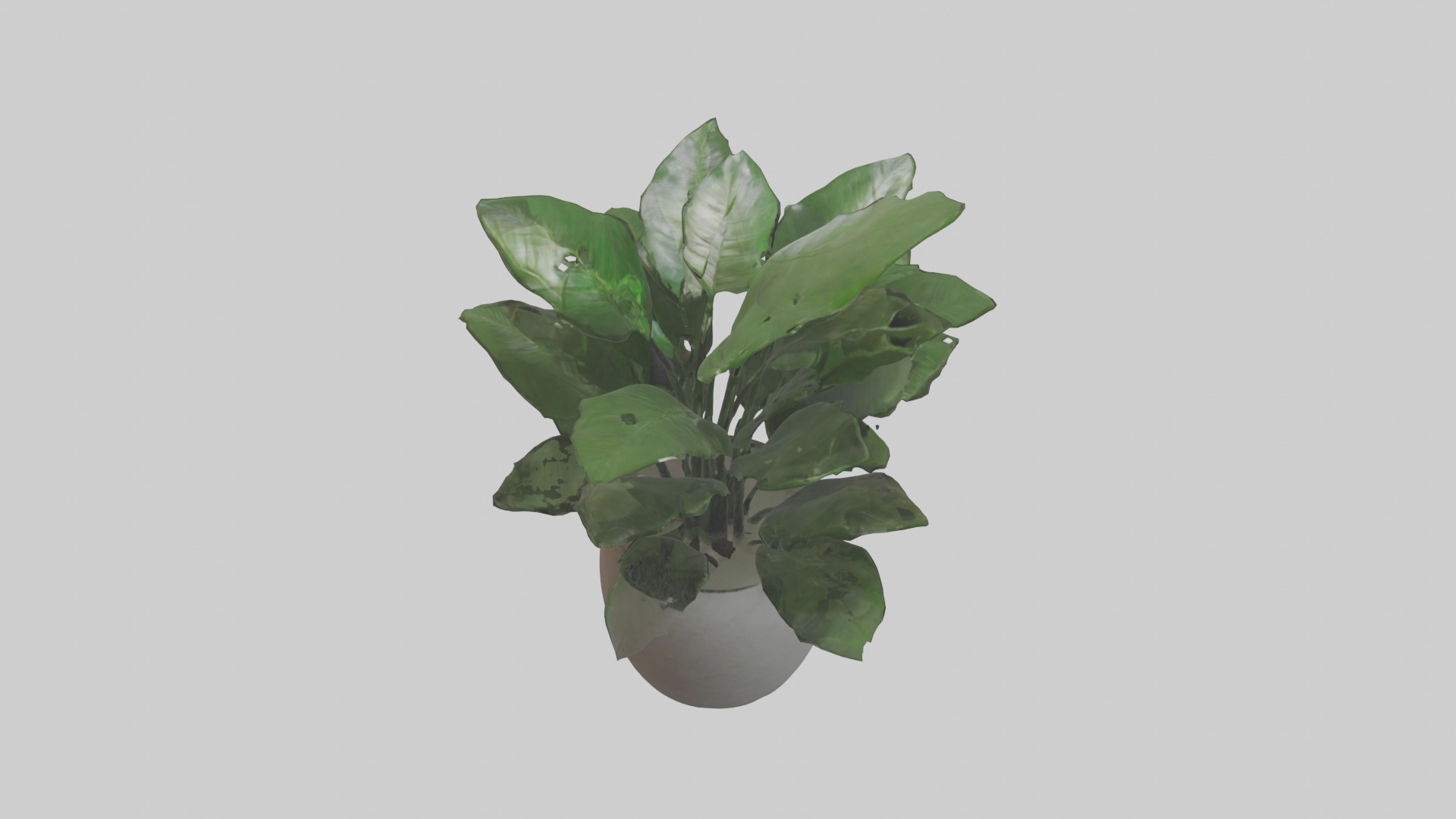ZZ Plant Model Low-poly 3D model_17