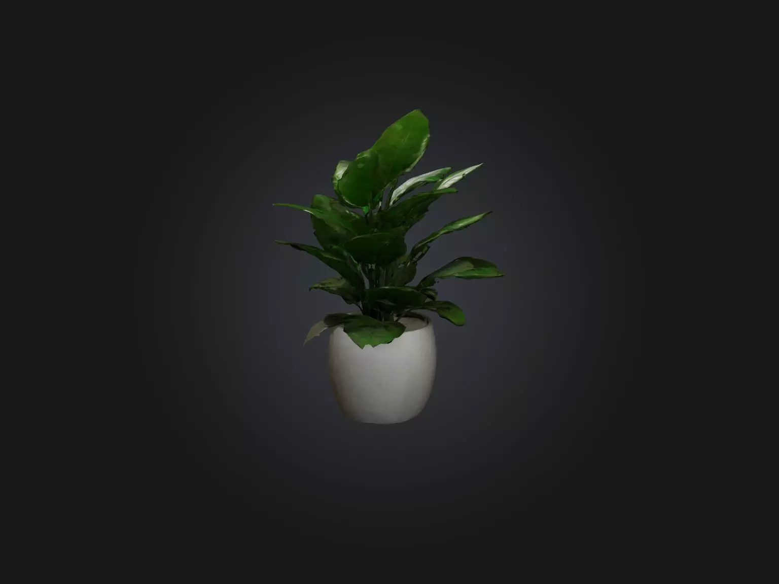ZZ Plant Model Low-poly 3D model_0