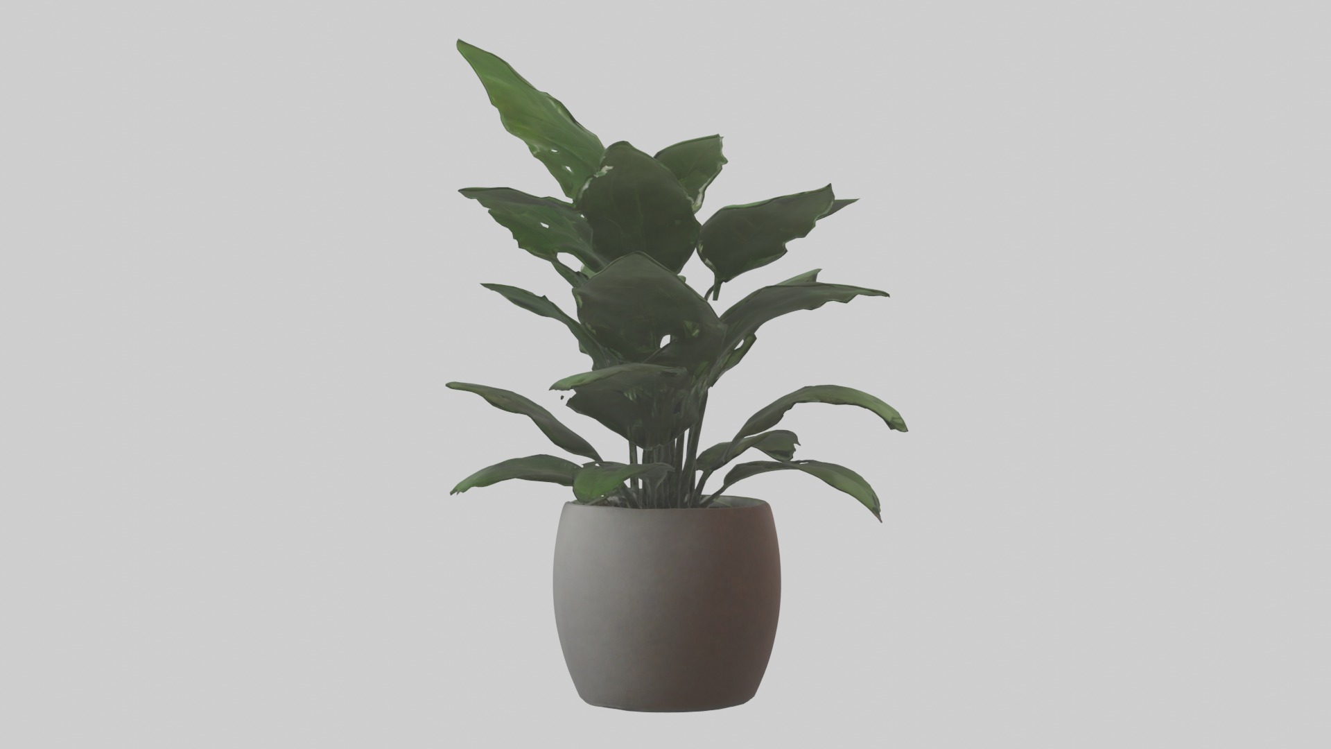 ZZ Plant Model Low-poly 3D model_10