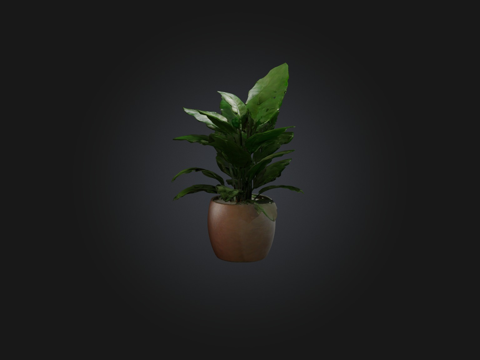 ZZ Plant Model Low-poly 3D model_7