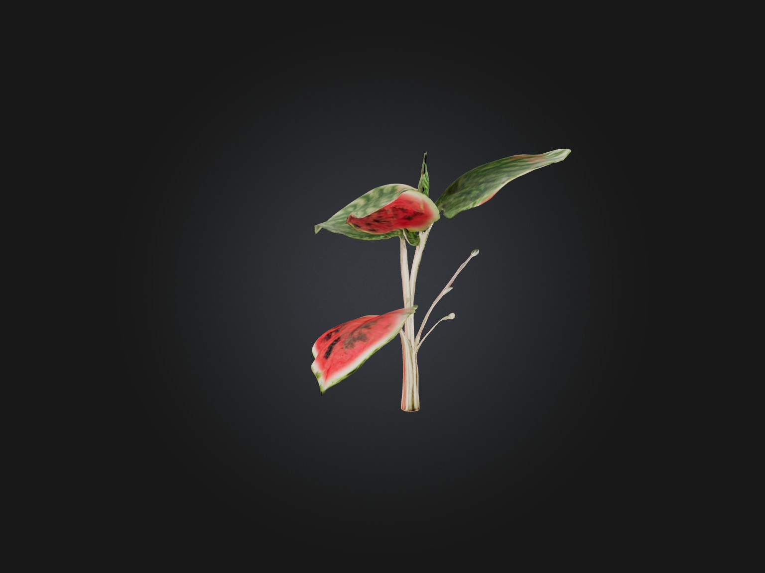 Watermelon Peperomia Model Low-poly 3D model_6
