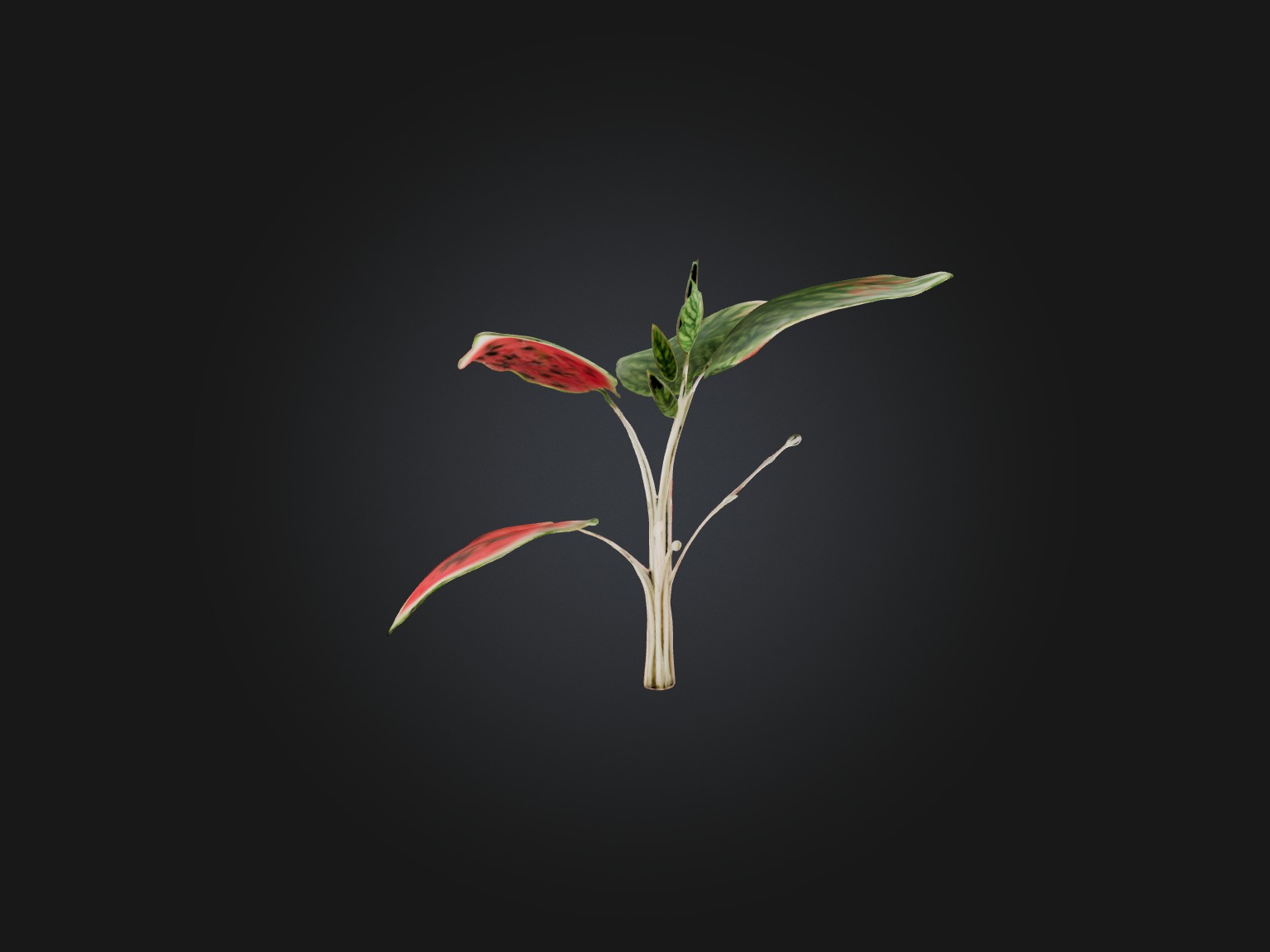Watermelon Peperomia Model Low-poly 3D model_4