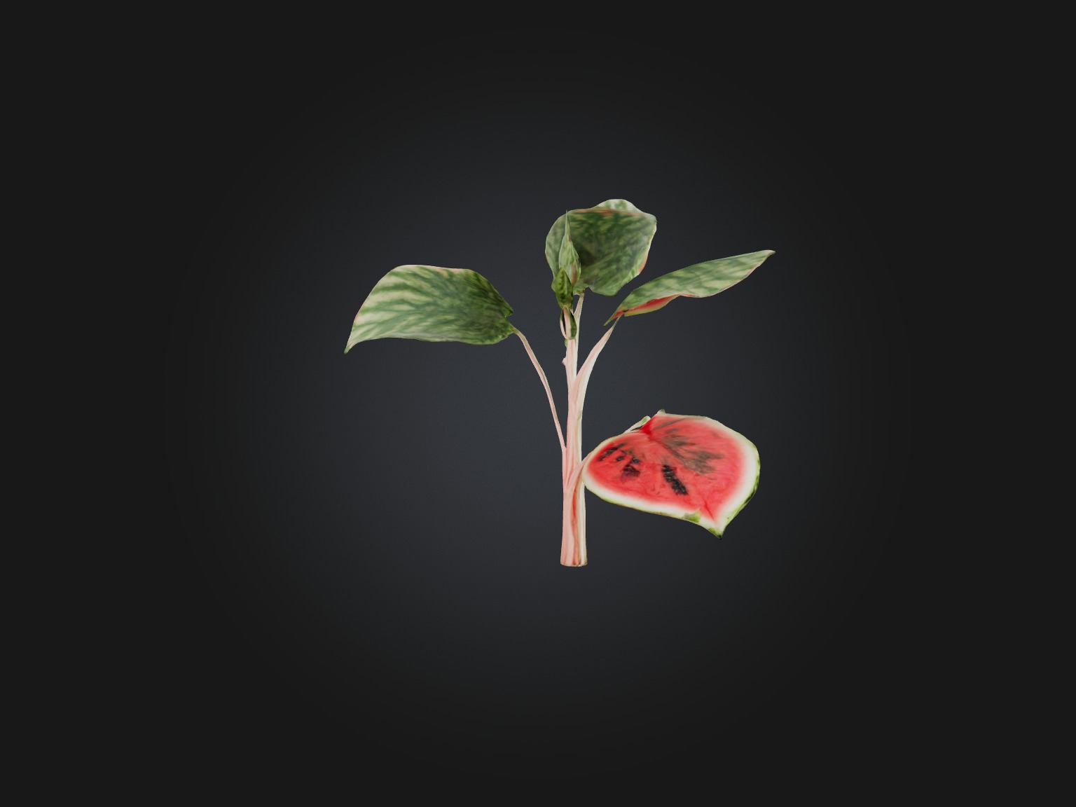 Watermelon Peperomia Model Low-poly 3D model_9