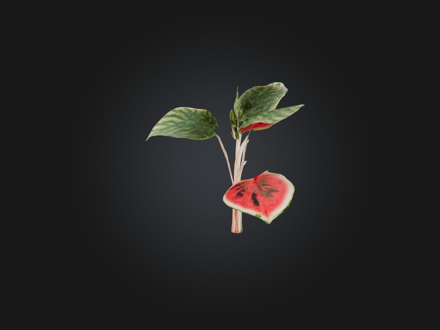 Watermelon Peperomia Model Low-poly 3D model_8