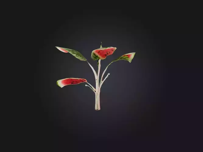 Watermelon Peperomia Model