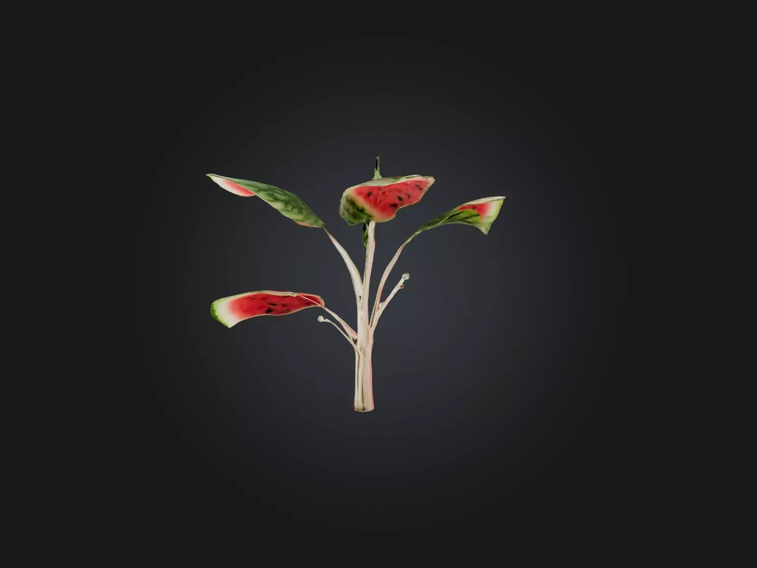 Watermelon Peperomia Model Low-poly 3D model_0
