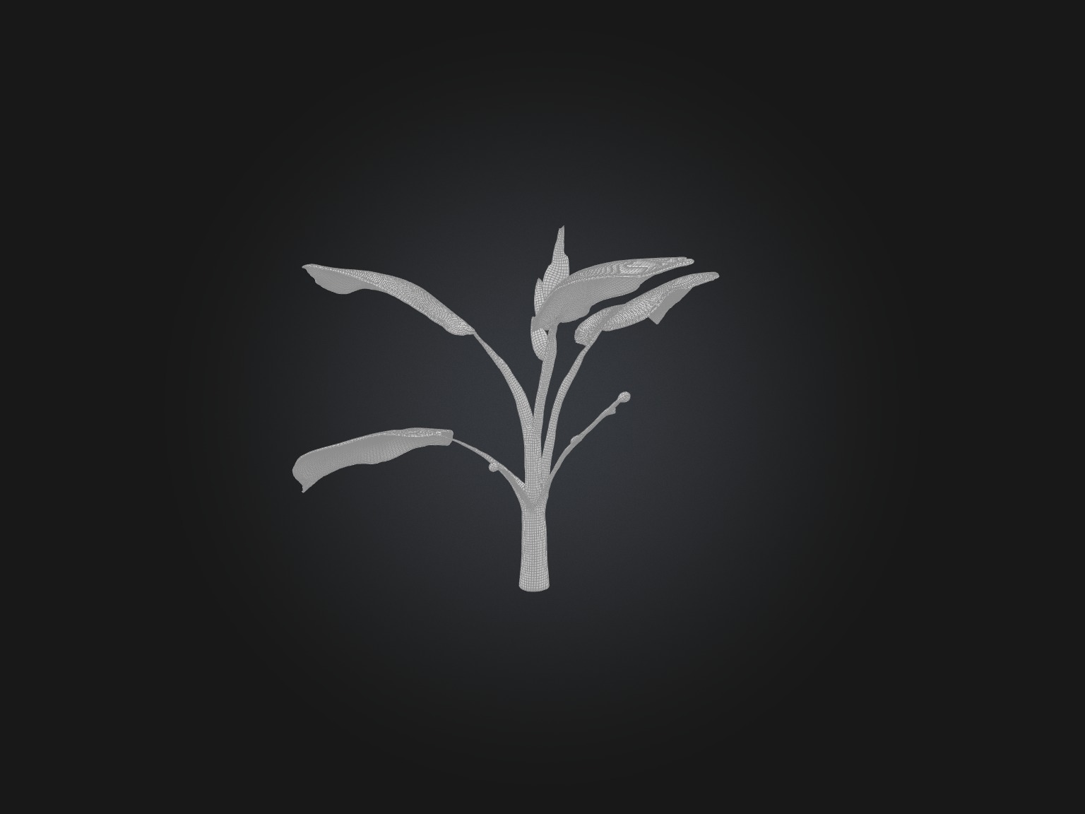 Watermelon Peperomia Model Low-poly 3D model_2