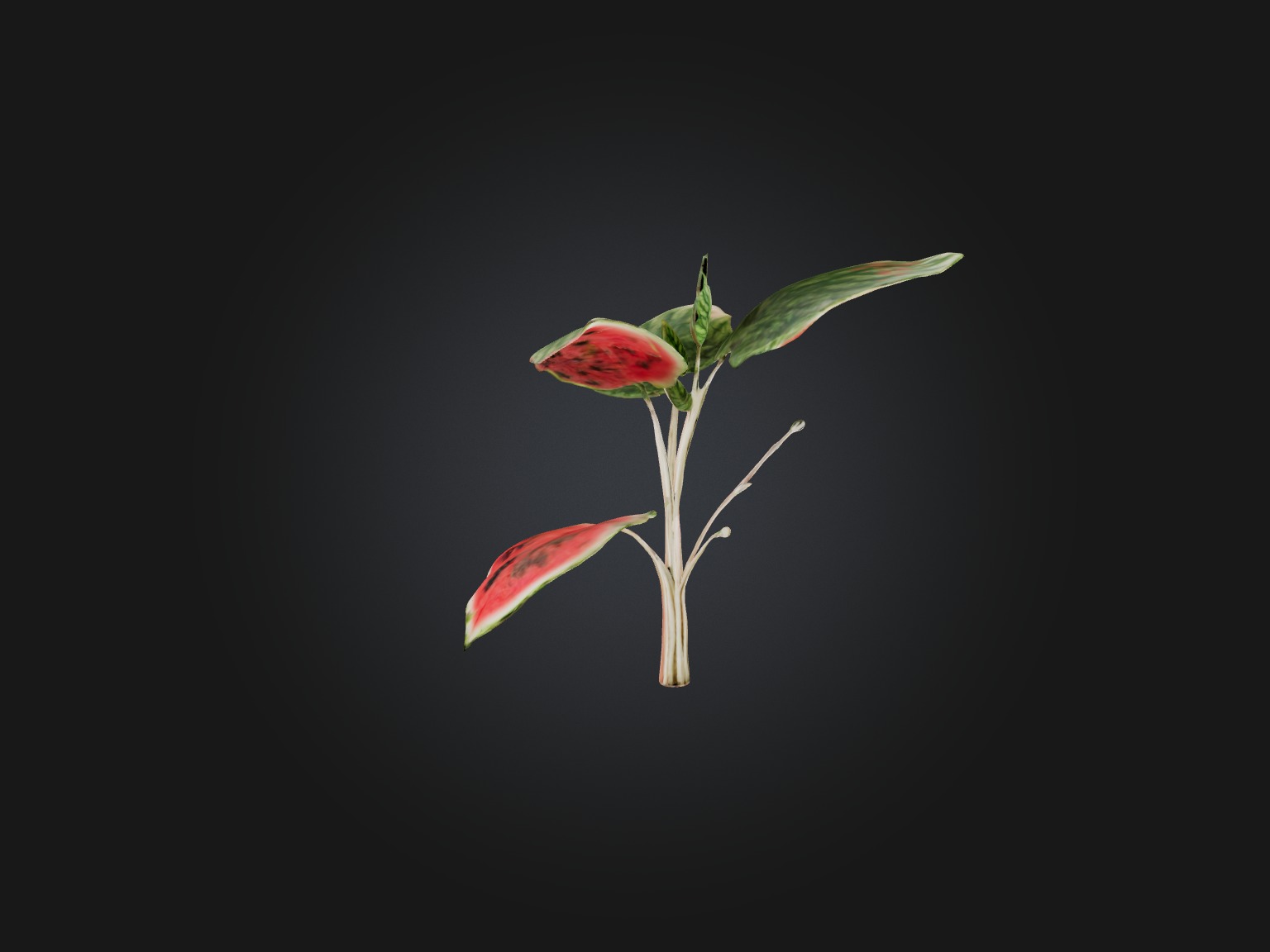 Watermelon Peperomia Model Low-poly 3D model_5