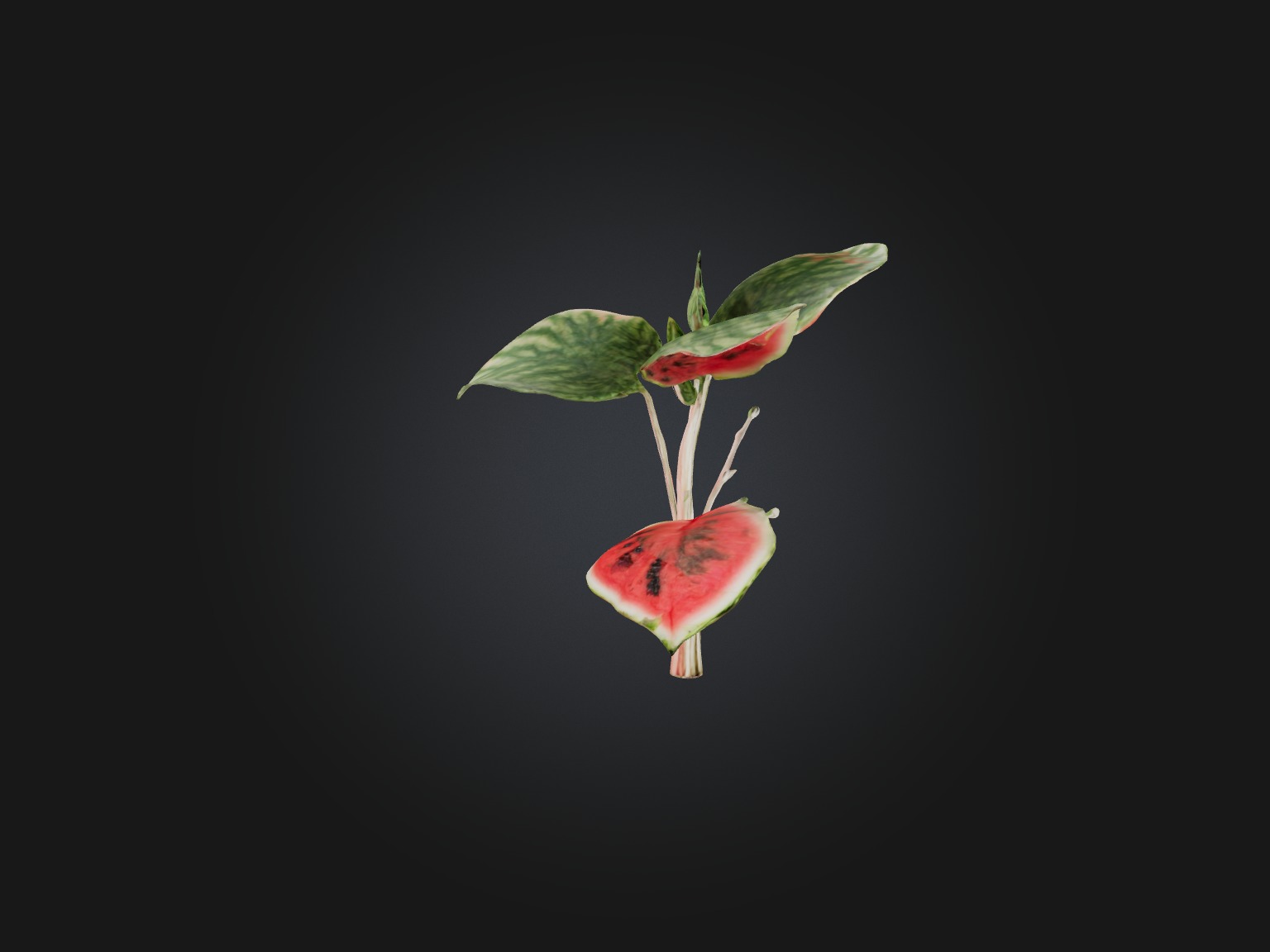 Watermelon Peperomia Model Low-poly 3D model_7