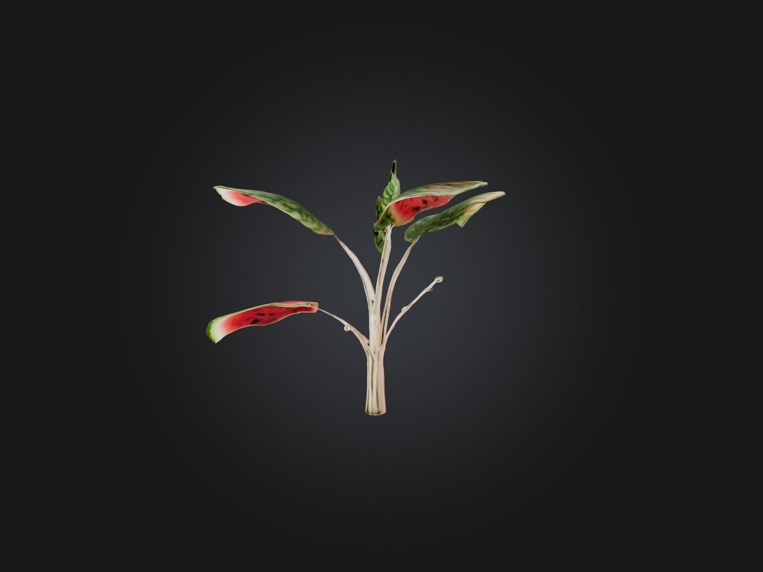 Watermelon Peperomia Model Low-poly 3D model_1