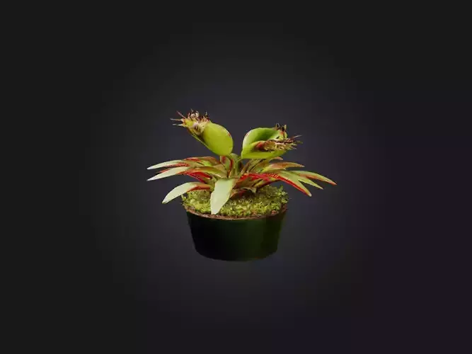 Venus Flytrap Model